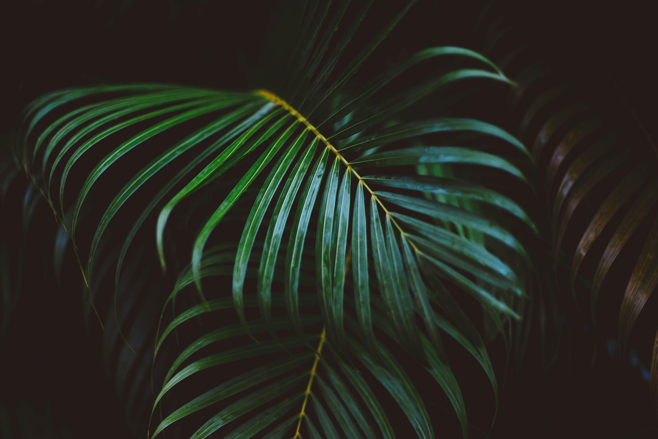 Palmbomen en varens creëren tropische sfeer.