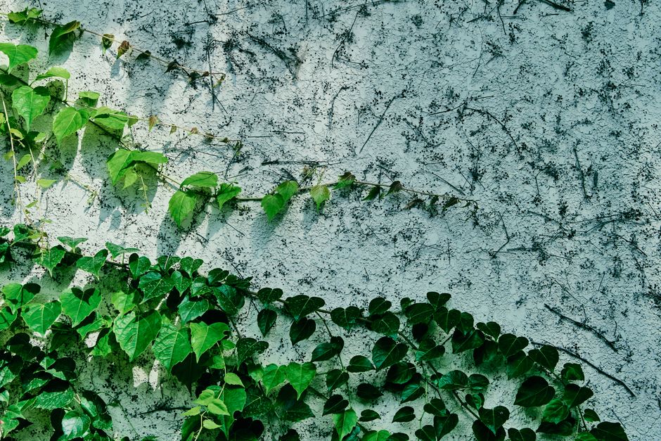 Veld met wilde bloemen in zomer detox artikel.