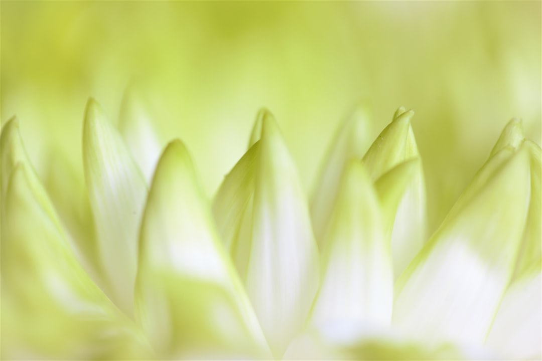 Reflecterende vijver met kleurrijke bloemen eromheen. Reflecterende vijver met kleurrijke bloemen eromheen.