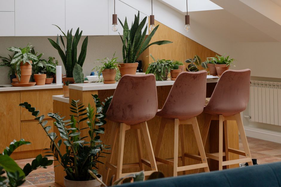 Luchtzuiverende planten verhogen woninggezondheid. Luchtzuiverende planten verhogen woninggezondheid.