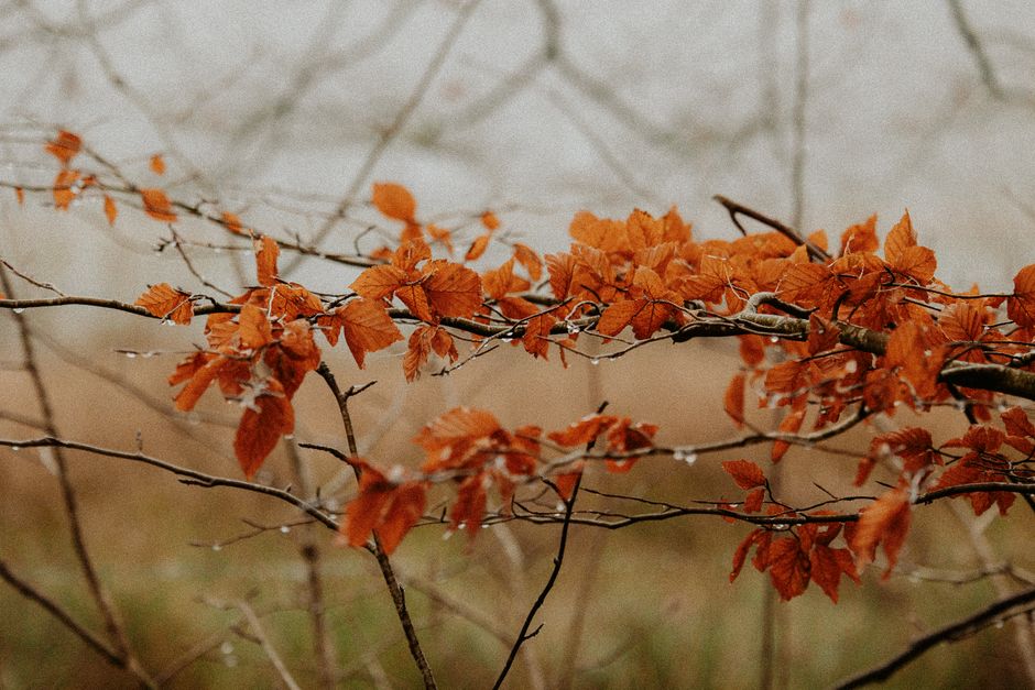 Vrolijke pompoenen en herfstdecor op tafel.
